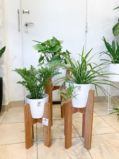 Trio Bet eucalipto con plantas