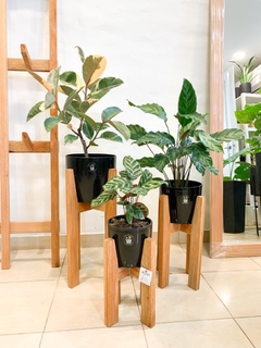 Trio bet eucalipto sin plantas - comprar online