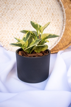 Maceta Cerámica N12 con planta peperomia - comprar online