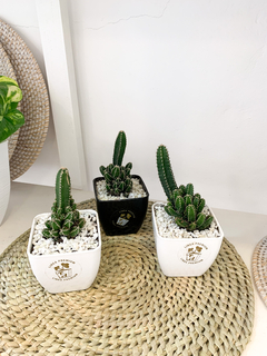 Macetita n8 con cactus tetragonus en internet