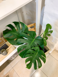 Monstera deliciosa