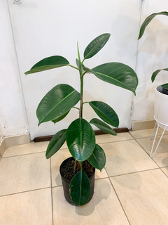 Ficus Gomero verde - comprar online