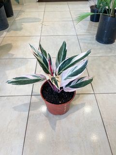 Calathea Triostar