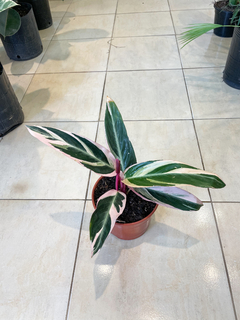 Calathea Triostar - comprar online