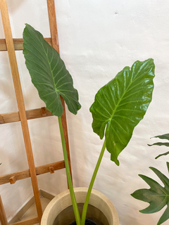 Alocasia