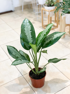 Aglaonema