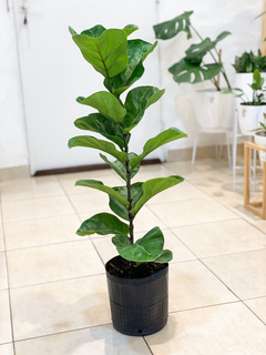 Ficus Pandurata