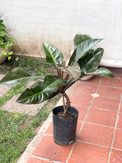 Philodendron Sanguineo - comprar online
