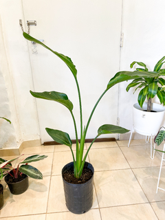 Strelitzia Nicolai - Ruahhomedeco