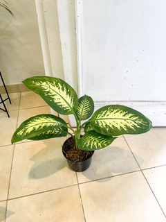 Dieffenbachia Tropic