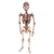 Quebra-Cabeça 3d - Esqueleto Humano