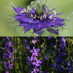 Flores Azules - Nigella y Espuela - comprar online