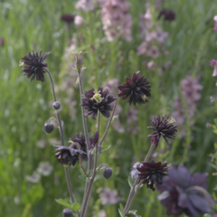 Aquilegia Black Barlow y Salvia x Sylvestris - Paquita Romano | La Flor Azul