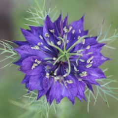 Flores Azules - Nigella y Espuela