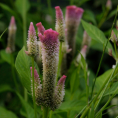 Celosia Supercrest Mix