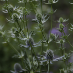 Eryngium Sea Holly - comprar online