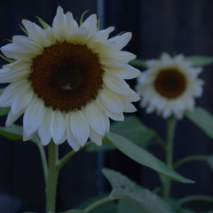 Girasol : Helianthus annus Blanco - comprar online