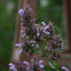 Salvia Canariensis - Lila - comprar online