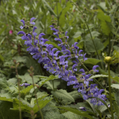 Aleli Blanco y Salvia Pratensis Indigo - Paquita Romano | La Flor Azul