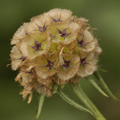 Scabiosa Stellata