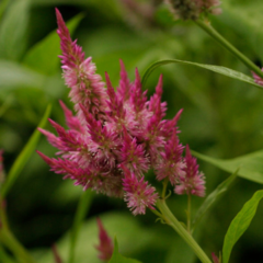 Celosia rainbow mix