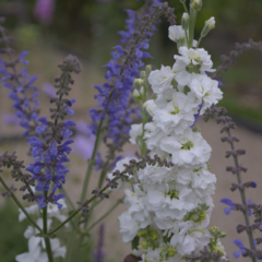 Aleli Blanco y Salvia Pratensis Indigo - comprar online