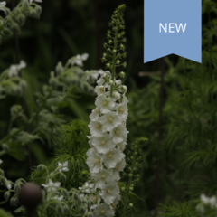 Verbascum Flush of White