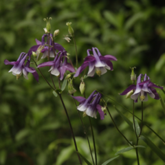 Aquilegia Vulgaris azul Mix Colores