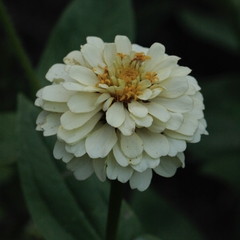 Zinnia Pale