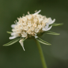 Scabiosa Stellata en internet