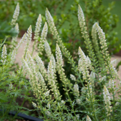 Reseda alba