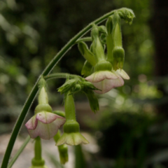 Nicotiana Tinkerbell - comprar online