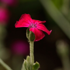 Lychnis coronaria Fucsia