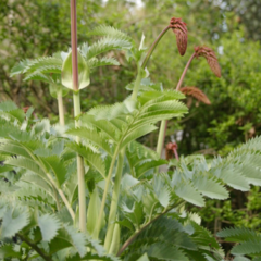 Melianthus major - comprar online