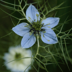 Nigella Damascena - Mix - Celeste y Blancas en internet