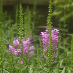 Phisostegia virginiana