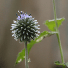 Echinops Ritro - comprar online