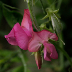 Arvejilla Fucsia en internet