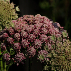 Daucus Carota `Purple Kisses` (mix : bordó - rosas - blancas)