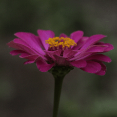 Zinnia Elegans Mix tonos rosados - comprar online