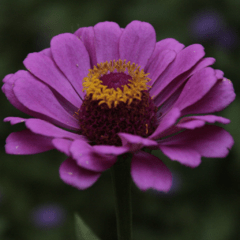 Zinnia Elegans Mix tonos rosados