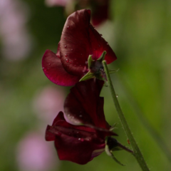 Arvejilla Bordo mix rosa