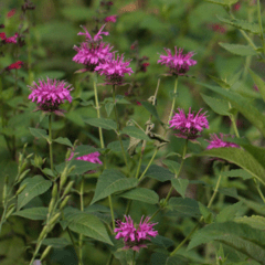 Monarda mix fucsia y rosa