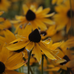 Rudbeckia hirta - comprar online