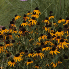 Rudbeckia hirta