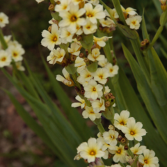 Sisyrinchium Striatum