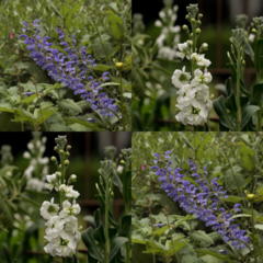 Aleli Blanco y Salvia Pratensis Indigo