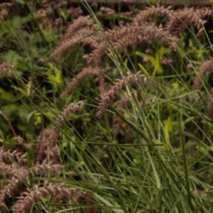 Pennisetum Orientale `Karley Rose´