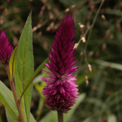 Celosia Spicata Argentea - comprar online