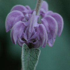 Phlomis purpurea Matagallo